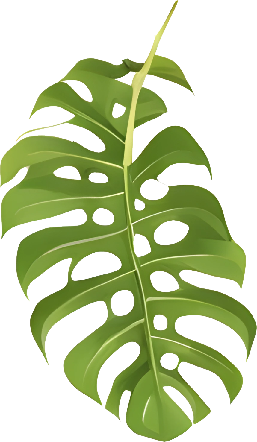 High-Res Leaf PNG Green Foliage Image, Tropical different type exotic leaves set. Jungle plants. Calathea, Monstera and different style of palm leaves_1.webp